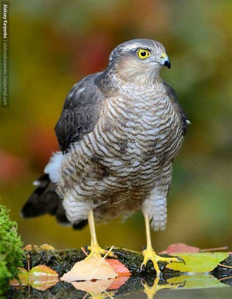 european sparrowhawk|european sparrowhawk species.